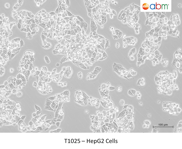 HepG2 Cells – Figure 1 of 1
