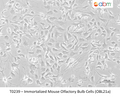 Immortalized Mouse Olfactory Bulb Cells (OBL21a) – Figure 1 of 1