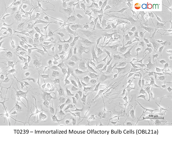 Immortalized Mouse Olfactory Bulb Cells (OBL21a) – Figure 1 of 1