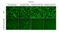 h/m AHR shRNA Lentivirus – Figure 1