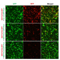h/m WNT16 shRNA Lentivirus – Figure 1