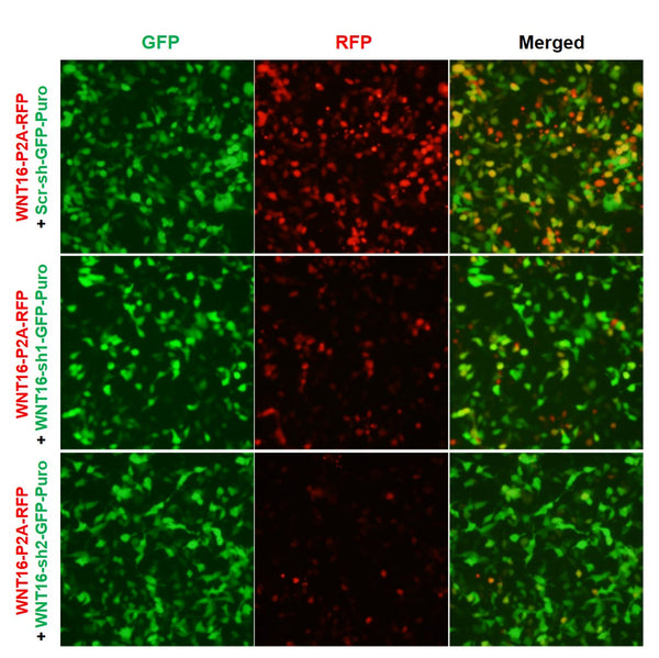 h/m WNT16 shRNA Lentivirus – Figure 1