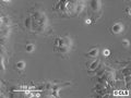 HNO210 cell