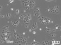 HNO223 cell