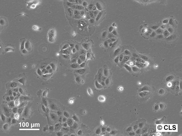 HNO223 cell