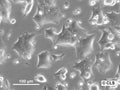 HNO258 cell