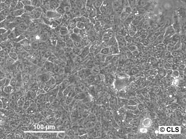 HNO41 cell