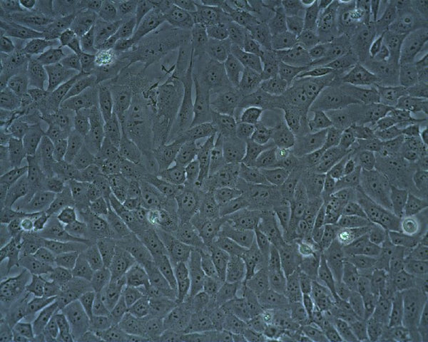 HOS cell