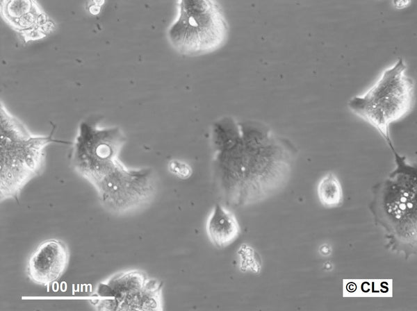 HROBMC01 cell