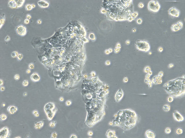HROC103 T0 M1 cell