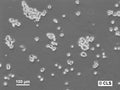 HROC107 cell – Figure 1 of 1
