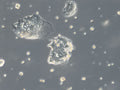HROC126 cell