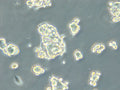 HROC131 T0 M3 cell