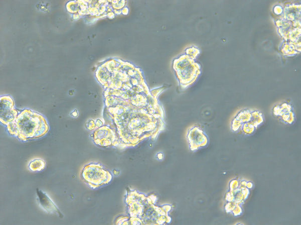HROC131 T0 M3 cell
