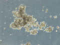 HROC147 T0 M1 cell