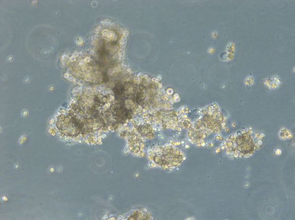 HROC147 T0 M1 cell