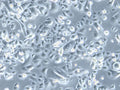HROC173 cell
