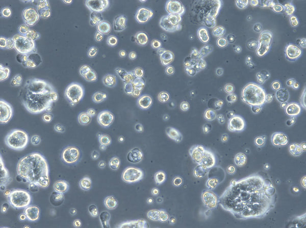 HROC183 cell