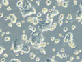 HROC183 T0 M2 cell