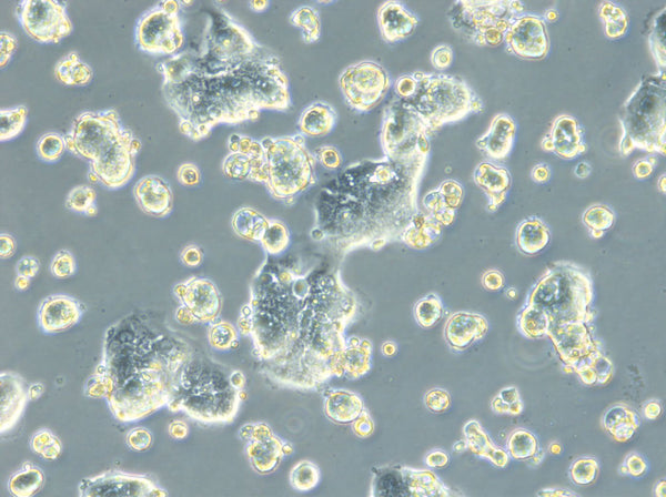 HROC183 T0 M2 cell