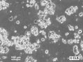 HROC24 cell