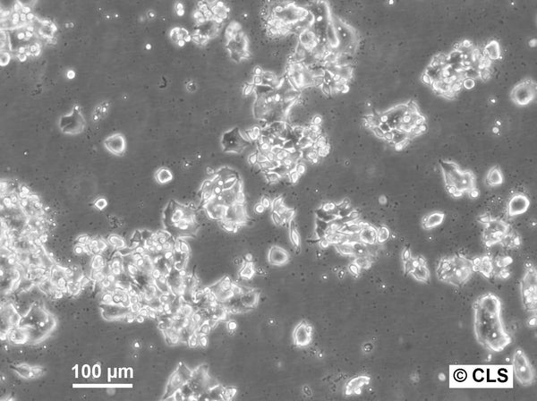 HROC24 cell