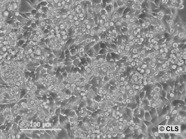 HROC24 T1 M1 cell