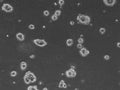 HROC24 T3 M1 #2 cell