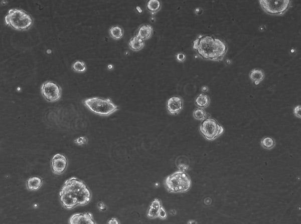 HROC24 T3 M1 #2 cell