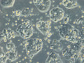 HROC257 cell