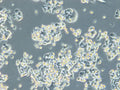 HROC257 T0 M1 cell