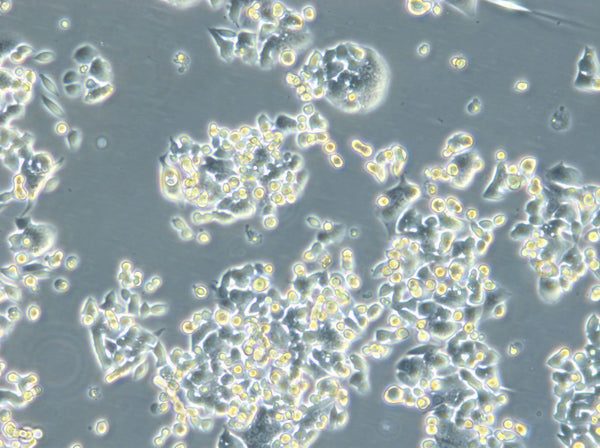 HROC257 T0 M1 cell