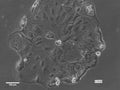 HROC277Met2 cell