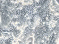 HROC277 T0 M1 cell