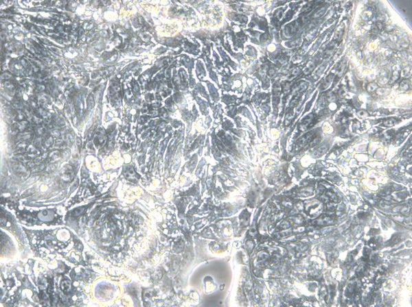 HROC277 T0 M1 cell