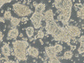 HROC278 T0 M1 cell