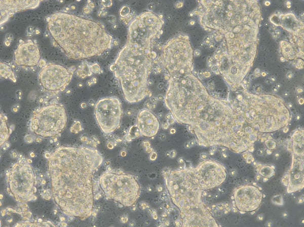 HROC278 T0 M1 cell