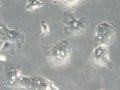 HROC284Met cell