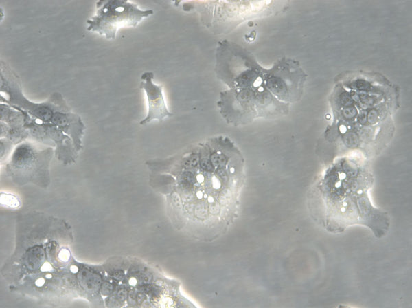 HROC284Met cell