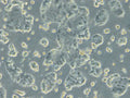 HROC285 T0 M2 cell