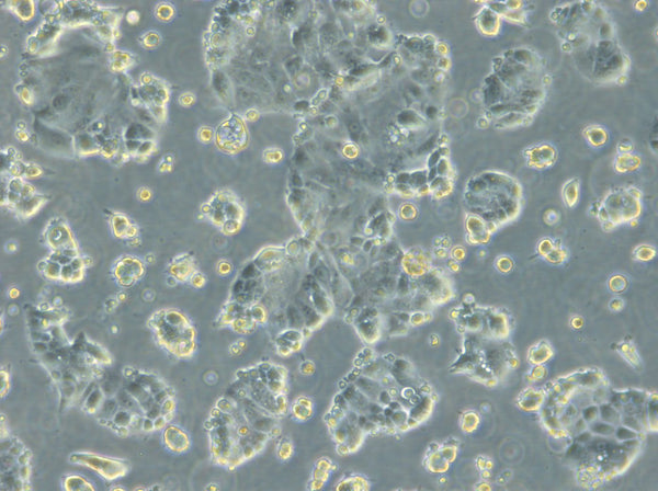 HROC285 T0 M2 cell