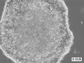 HROC296 cell