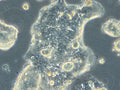 HROC309 cell