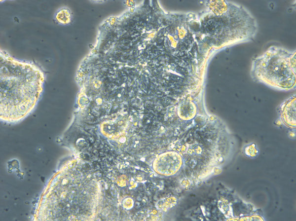 HROC309 cell