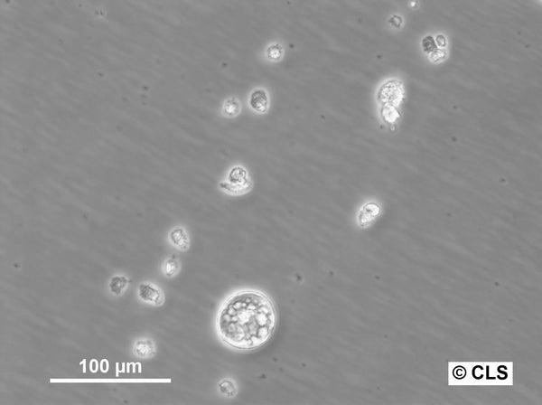 HROC313Met cell