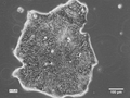 HROC32 cell