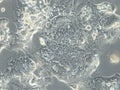 HROC32 T3 M1 cell