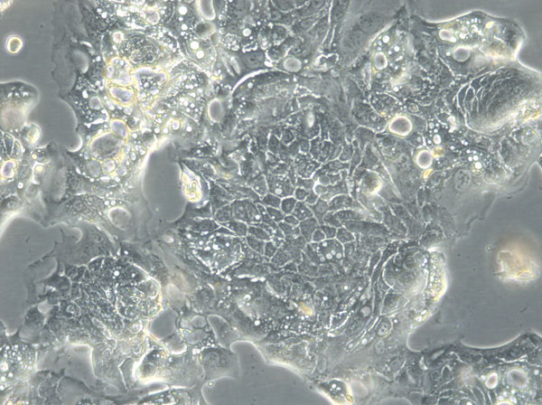 HROC32 T3 M1 cell
