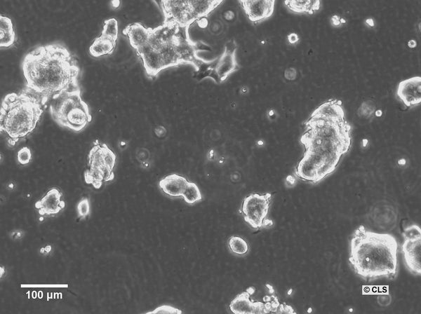 HROC324 cell