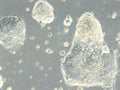 HROC357 cell